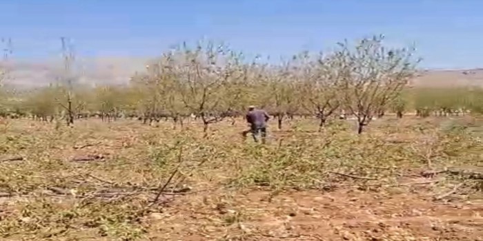 Badem üreticileri, badem bahçelerini sökmeye başladı